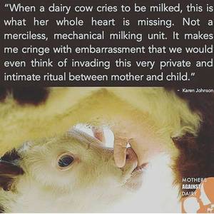 Caption Milk Theft - merciless, mechanical milking, why finance such cruelty, not your mother  not your milk