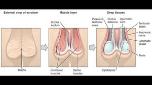 anal masturbation guide - masturbation techniques for men. stimulation of the perianal area and anus.  - XVIDEOS.COM