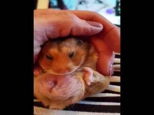 Hampster Porn - Hamster penis. NSFW?? My young ham was very relaxed and content when he  started â€œgroomingâ€ himself. It seemed more than just regular grooming as  evidenced by his â€œhnggggâ€ body language. Pretty sure