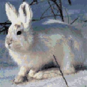 Arctic Hare Furry Porn - Arctic hare
