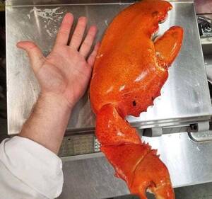 Heavy Lobster Porn - I Have A Brain The Size Of A Pea, So My Mind Was Totally Blown After Seeing  These 35 Absolutely Fascinating Pictures For The Very First Time Last Month