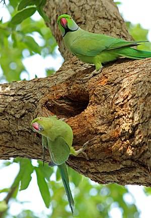 Cleveland Show Sex And The Biddy - Parakeet - Male and female parakeet at Vedanthangal, India.