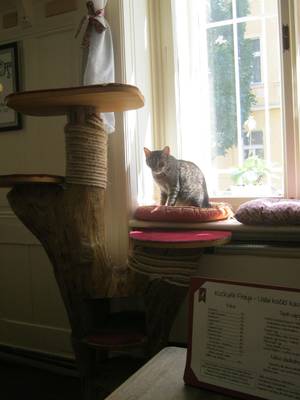 Freya Cat Porn - KoÄiÄÃ­ KavÃ¡rna Freya, photo: Dominik JÅ¯n ...