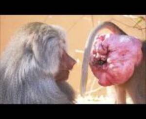 Baboon Sex - baboon xxx Videos - MyPornVid.fun