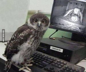 Bird Watching Porn - Owl gets caught watching porn