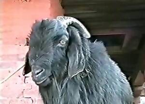 Goats Sex Movies - Goat Videos / pig animal sex / Most popular Page 1