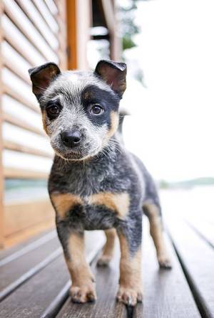 Good Vibes Mondos Mom Porn - The Australian cattle dog, a Blue Heeler pup, very cute and a ton of