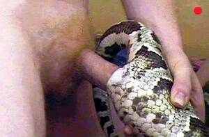 Man Fucks Snake Porn - Gay man fucked by snake . Quality porn. Comments: 1