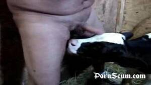 free calf sucking dick - Calf sucking old cock . Adult archive.