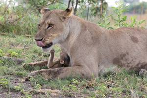 Animal Lioness Toon Porn - Wildlife