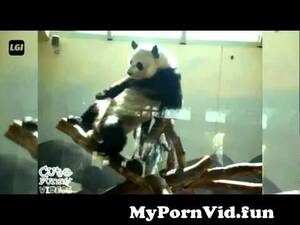 Dancing Panda Porn - Porno Dancing panda from lidiro porn Watch Video - MyPornVid.fun