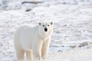 I Mean Actual Bears Bear Porn - The truth about polar bears