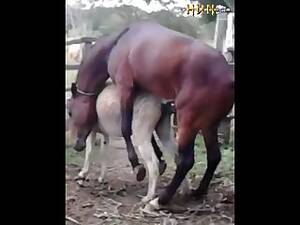 Donkey Fucking Porn - best donkey porn videos page 1 at d0g.space