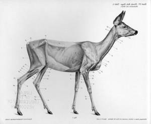 Anatomically Correct Deer Pussy - Vintage deer anatomy drawing