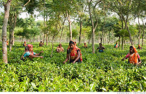 Mantu Plantation Slave Porn With Captions - Women pick tea leaves in this Bangladesh garden where Teatulia buys its tea.