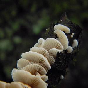 Mushroom - Mythic Mushroom Porn