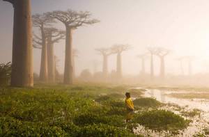 Madagascar Porn Barefoot - the baobab trees, Madagascar