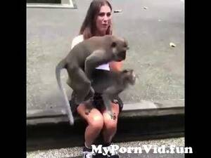 Monkey Fucks Girl Porn - Monkey fucking on girl from chimpenge fucking girl Watch Video -  MyPornVid.fun