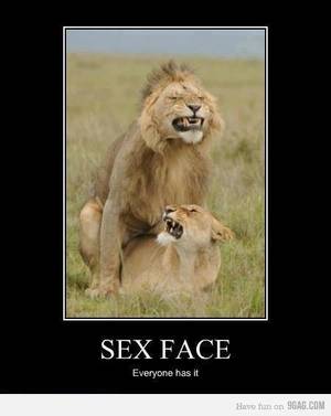Fishing And Sex Jokes - lion sex face