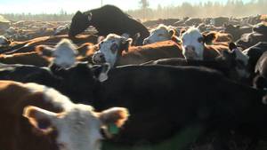 Cow Porn Video - COW PORN