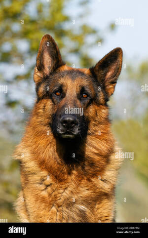 German Shepherd Porn Sites - German Shepherd Dog, Portrait of Adult Stock Photo - Alamy
