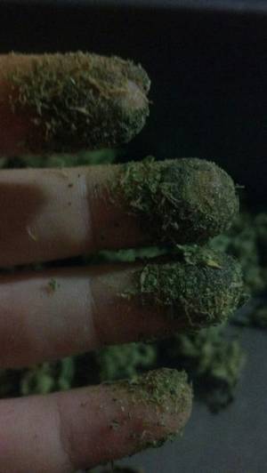 Fairy Tail Porn Marijuana - Weed Palace