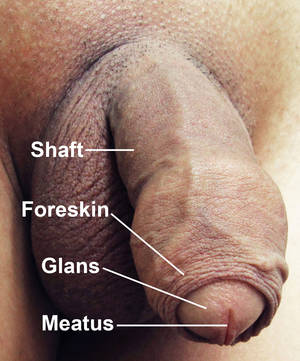 average penis anal - Penis with Labels.jpg