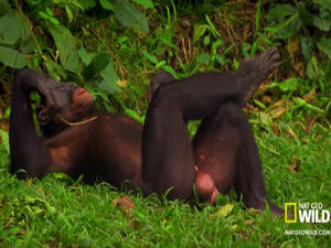 Ape Sex Porn - Chimpanzees hang out and have sex in nature video - fun porn at ThisVid tube