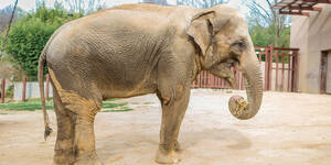 asian sleep sex - Asian elephant | Smithsonian's National Zoo