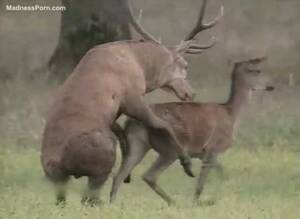 Man Fucks Deer 2 - Two large deer are having intercourse in the forest - Zoophilia