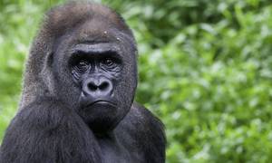 Gorilla Porn - People Looking Up London's Escaped Gorilla Are Finding Really Graphic Porn