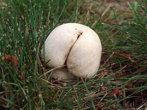 Mushroom - Mushroom Porn | It's a mushroom - really! | Murray Lundberg | Flickr