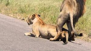 Lion Porno - Kruger National Park- Lion porn - YouTube