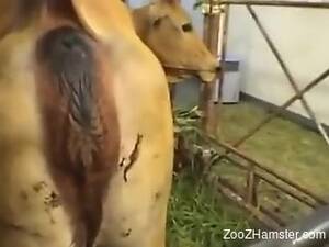 A Man Fuck Cow Porn - Man And Cow Sex
