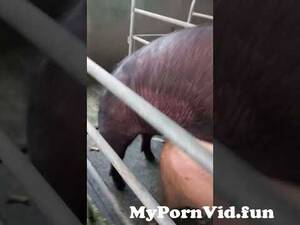 Boars And Women Porn - naturalmating #pig #piggy #sow #breeding #boar from boar sex woman Watch  Video - MyPornVid.fun