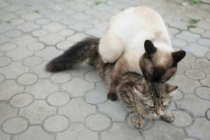 Cats Having Sex Porn - cat having sex, cat make love Stock Photo | Adobe Stock