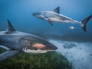 Great White Shark Sex Porn - Climate crisis pushing great white sharks into new waters | Sharks | The  Guardian