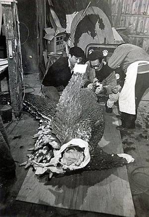 godzilla costumes - Working on the Godzilla suit for GODZILLA VS THE THING (1964)
