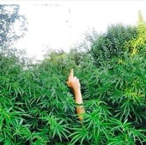 high on weed - #weed#weedlife#high#cannabis#weedporn#hemp by