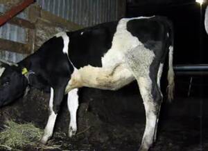 calf fisting - Fisting Cow GayBeast Rip - Beastiality Man - Extrem Sex and Taboo Porn.