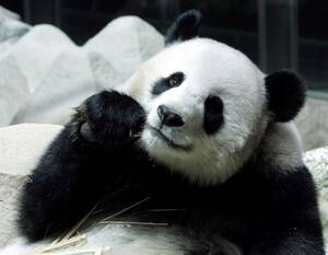 Asian Panda Porn - Porn sparks panda baby boom in China