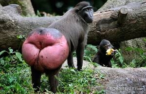Baboon Tits - Baboon has a huge red ass - Porned Up!