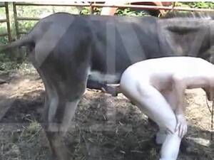 mule cock anal - Cock addicted skinny dude getting anal fucked by a mule in this awesome  beast fetish flick - LuxureTV