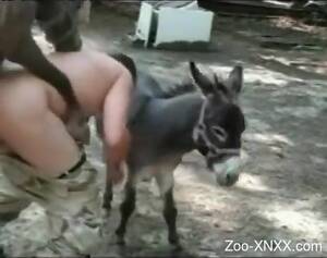 bbw donkey sex - Donkey watches this chubby zoophile fucking a horse