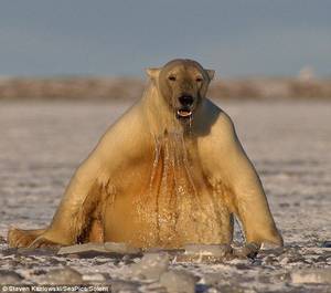 I Mean Actual Bears Bear Porn - Polar Bear !