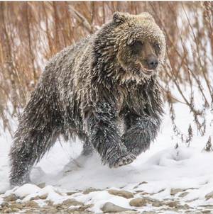 Grizzly Bear Porn - Young Grizzly Bear, awesome photo by Paul Nicklen photojournalist for  National Geographic