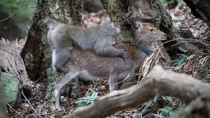 Monkeys Mating With Humans Sex - Monkey Tries to Mate With Deer in First Ever Video