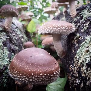 Mushroom - More #shiitake #mushroom porn. These are so beautiful I juâ€¦ | Flickr