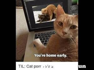Cat Porn Captions - Cat watching porn on laptop.. Funny compilation, ðŸ­ðŸ­ðŸ­ from cat watching  porn Watch Video - MyPornVid.fun
