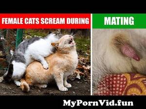 Cats Mating Porn - Mating Cats #cats #catsmate #catlife from xxxxxxcat Watch Video -  MyPornVid.fun